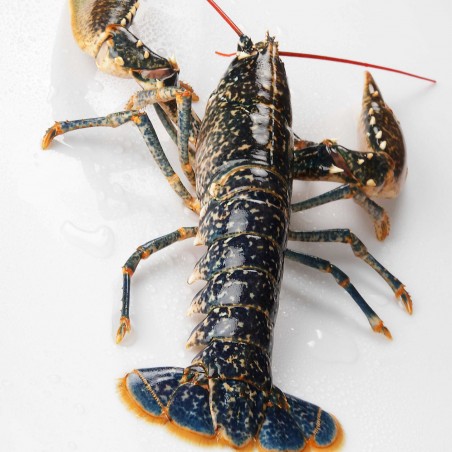 Homard Bleu De Bretagne